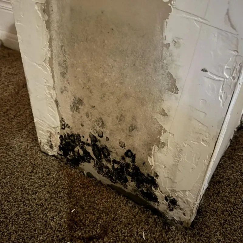 Professional Mold Removal in McCord, OK